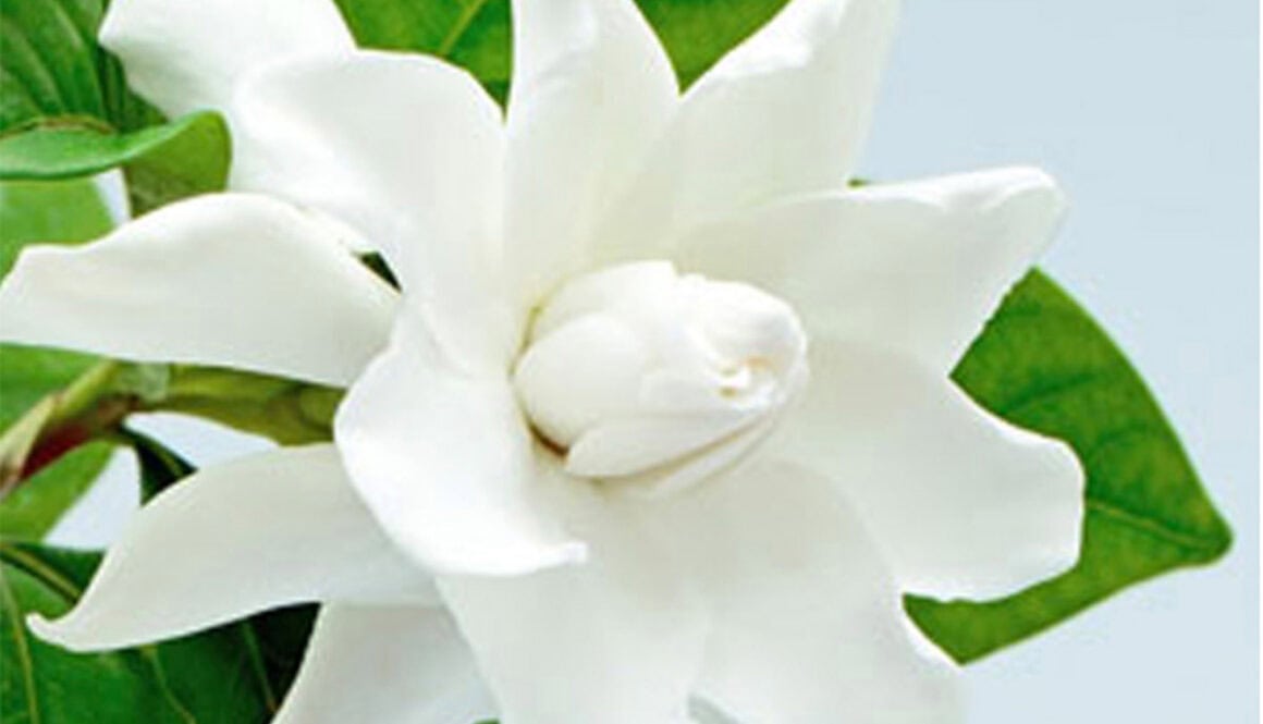 Gardenia